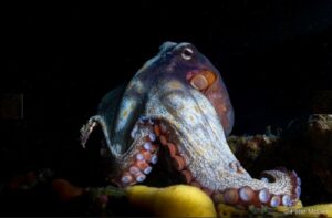 Polvo sombrio, polvo comum de Sydney 