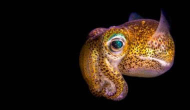 Polvo sombrio, polvo comum de Sydney