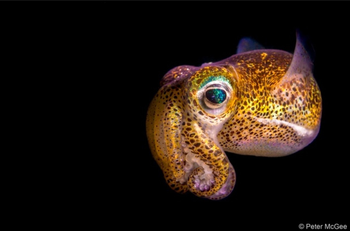 Polvo sombrio, polvo comum de Sydney