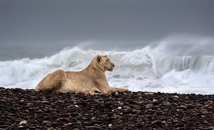 Fotógrafa belga Griet Van Malderen registra os leões desde que eles começaram a abandonar o deserto