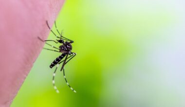 Chikungunya: Brasil responde por quase 96% dos casos confirmados nas Américas, aponta OMS