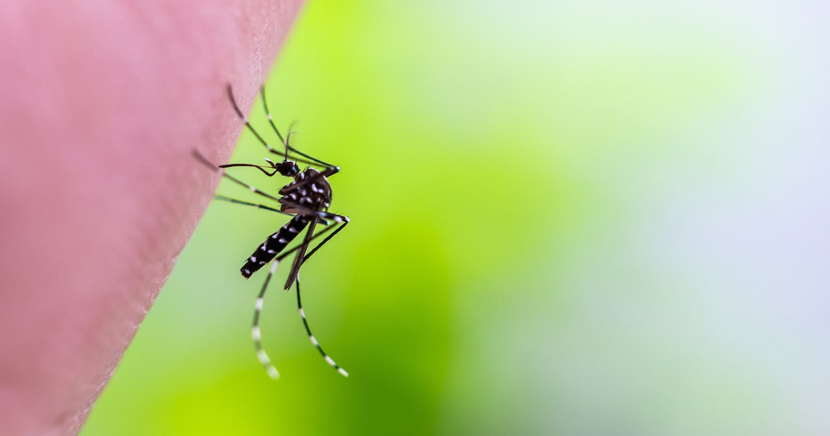 Chikungunya: Brasil responde por quase 96% dos casos confirmados nas Américas, aponta OMS