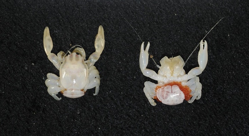 Caranguejo-porcelana e tubarão lanterna. Novas espécies descobertas no mar australiano