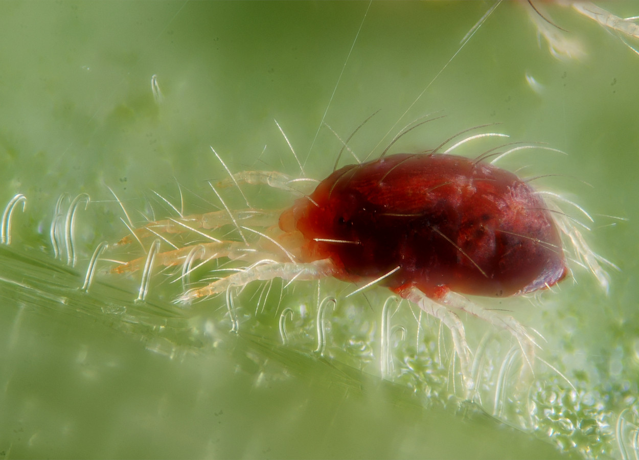 <i>Tetranychus urticae</i> - Foto: Gilles San Martin - CC BY-SA 2