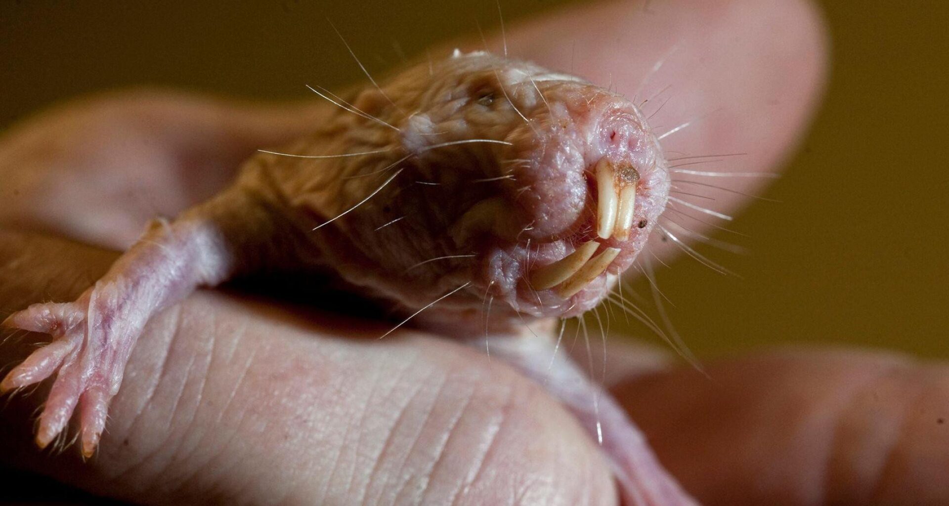 O rato-toupeira-pelado vive em redes de túneis e câmaras subterrâneas