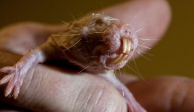 O rato-toupeira-pelado vive em redes de túneis e câmaras subterrâneas