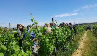Evento destaca novas práticas para vinhedos da Campanha gaúcha