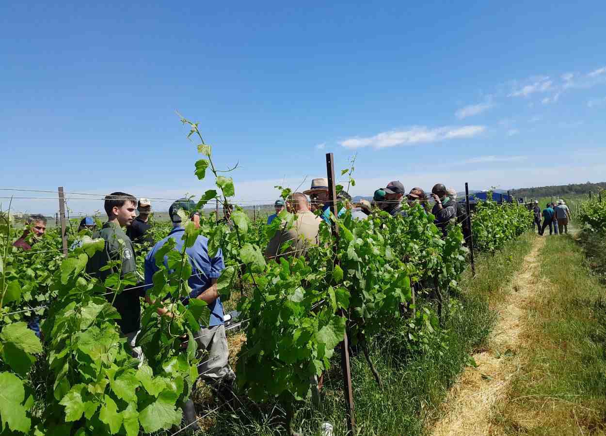 Evento destaca novas práticas para vinhedos da Campanha gaúcha