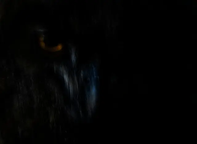 Mocho-real em sombra profunda, com seu olho laranja brilhando e leves arbustos sobre suas penas escuras