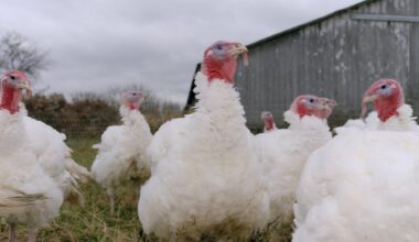 Gripe aviária está de volta aos EUA