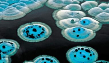 Um novo e poderoso antibiótico estava há décadas escondido à vista de todos