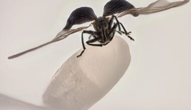 Há vida num grão de arroz: eis as microfotografias mais impressionantes do ano