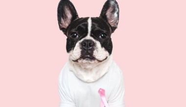 5 dicas para prevenir o câncer de mama em cadelas