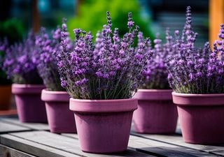 Como cuidar da lavanda em vasos: dicas para um crescimento saudável e flores abundantes