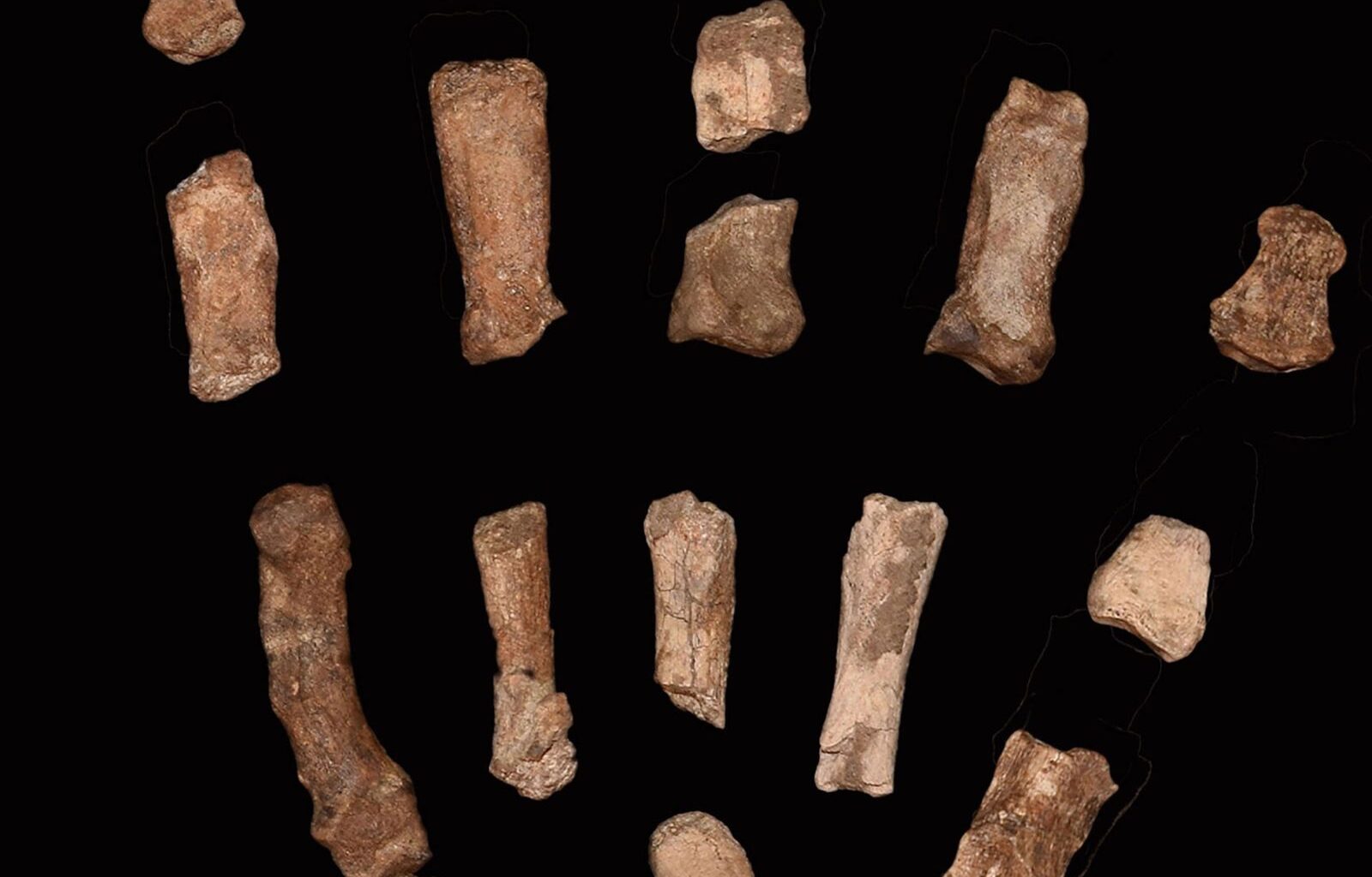 A descoberta de uma mão fossilizada pode desvendar um mistério com 1,5 milhão de anos | National Geographic