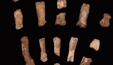 A descoberta de uma mão fossilizada pode desvendar um mistério com 1,5 milhão de anos | National Geographic