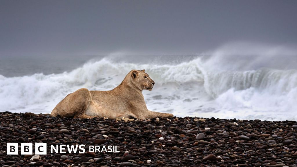 Fotografia da vida selvagem: as incríveis imagens de leões que abandonaram deserto para caçar na praia