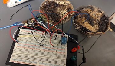 Cientistas criam computador vivo — alimentado a cogumelos