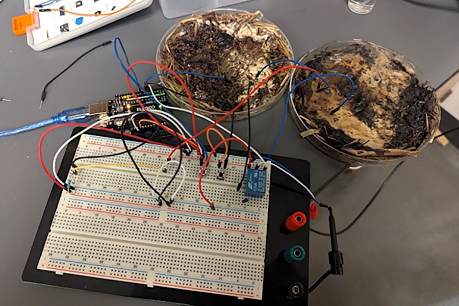 Cientistas criam computador vivo — alimentado a cogumelos