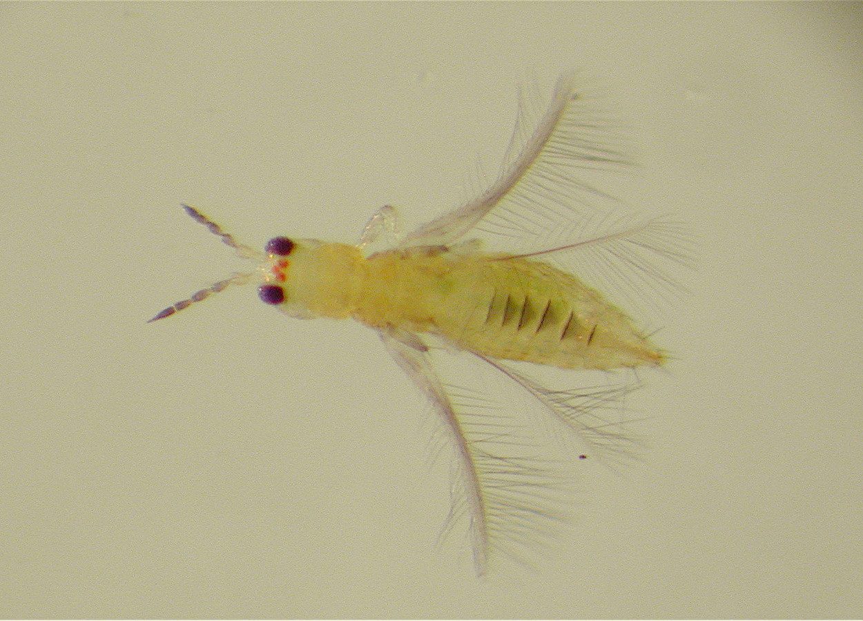 <i>Scirtothrips dorsalis</i> - Foto: Aderksen - CC BY-SA 3
