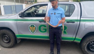 Jornal de Notícias Logo