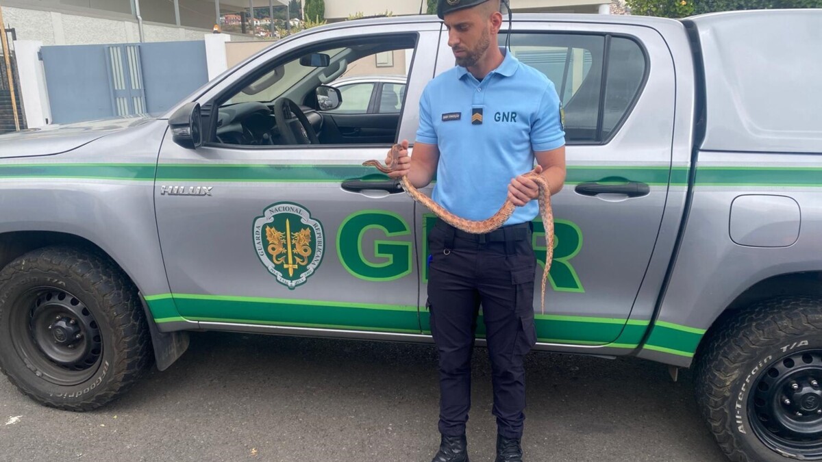 Jornal de Notícias Logo