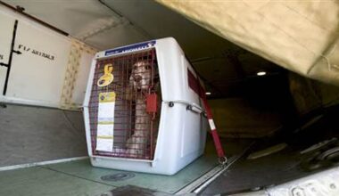 Animais de Estimação São Bagagem, Não Passageiros