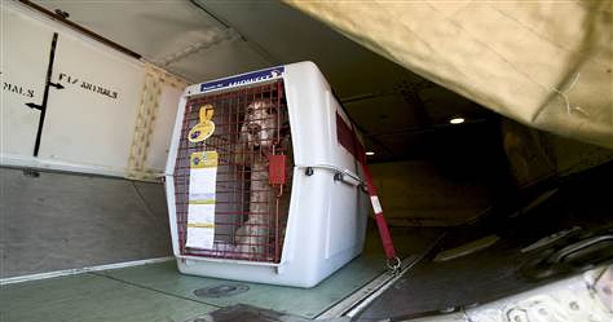 Animais de Estimação São Bagagem, Não Passageiros