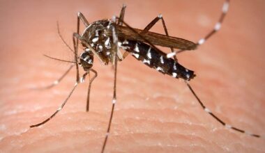 Presença Confirmada em Vila Verde, Sem Casos de Doença