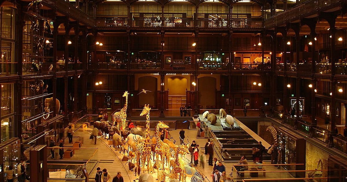 Suspeita Detida pelo Crime no Museu de História Natural