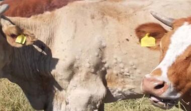 Como é a doença que está obrigando a Espanha a sacrificar parte do seu rebanho bovino