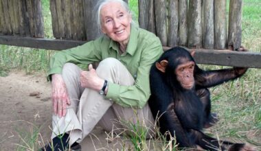 Morreu Jane Goodall, a mulher que nos mostrou a humanidade nos chimpanzés