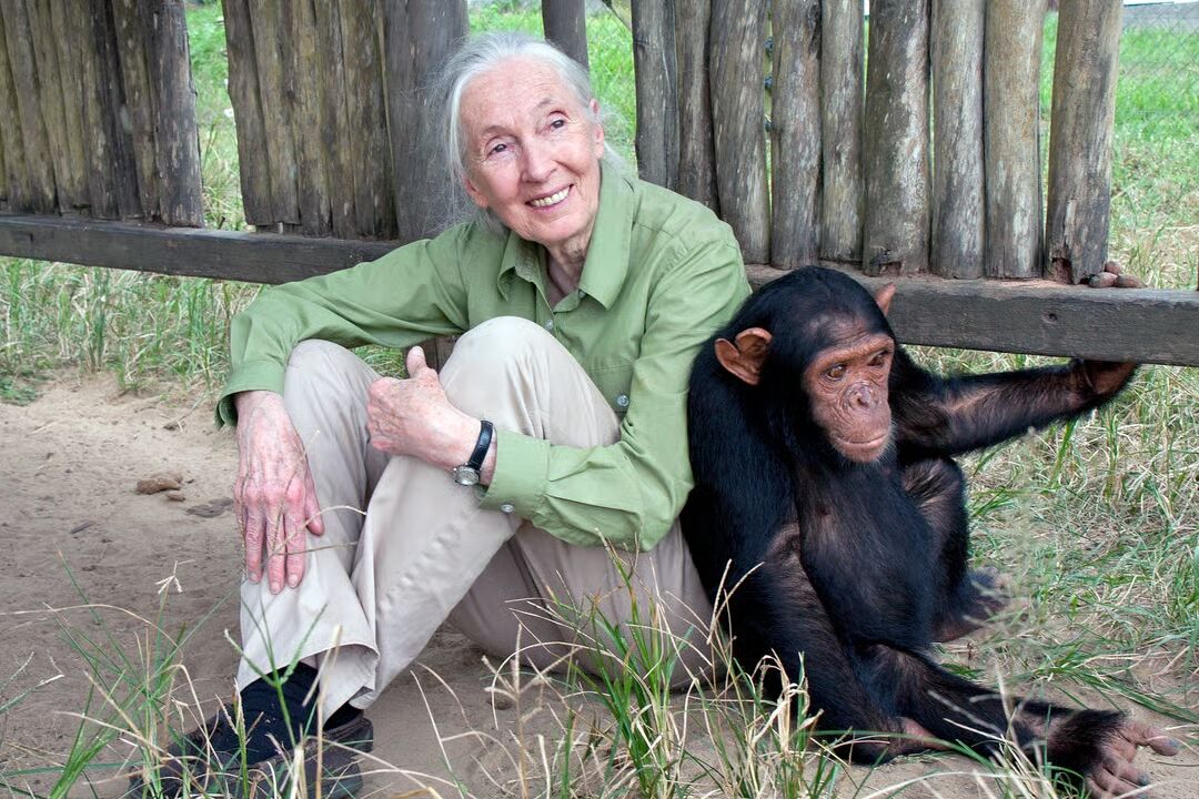Morreu Jane Goodall, a mulher que nos mostrou a humanidade nos chimpanzés