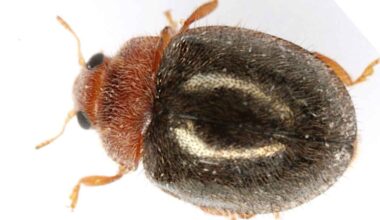 Rhyzobius lophanthae mostra eficácia contra Diaphorina citri