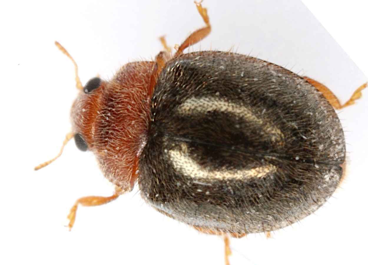 Rhyzobius lophanthae mostra eficácia contra Diaphorina citri