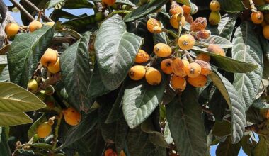 Fruta asiática usada há milênios pode ajudar a restaurar o fígado, diz estudo