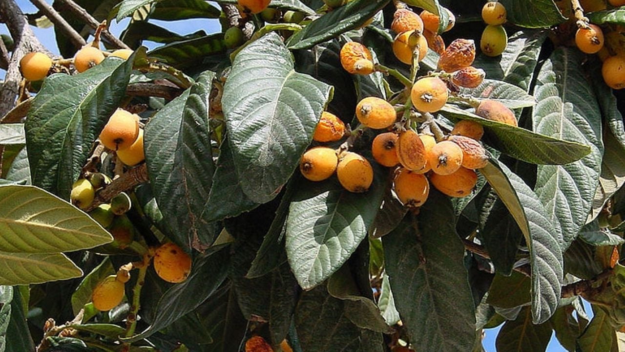 Fruta asiática usada há milênios pode ajudar a restaurar o fígado, diz estudo