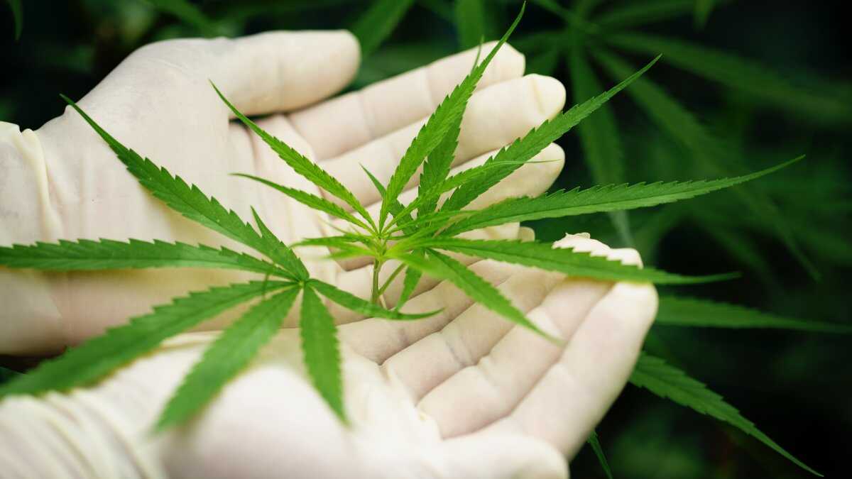 Estudo genético revela ligações entre uso de cannabis e saúde mental, cognitiva e física