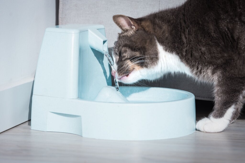 Gato com pelo branco e cinza bebendo água em bebedouro azul-claro