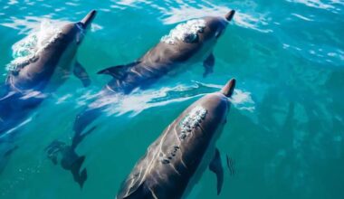 Os golfinhos também estão a sofrer de Alzheimer devido a estas algas tóxicas