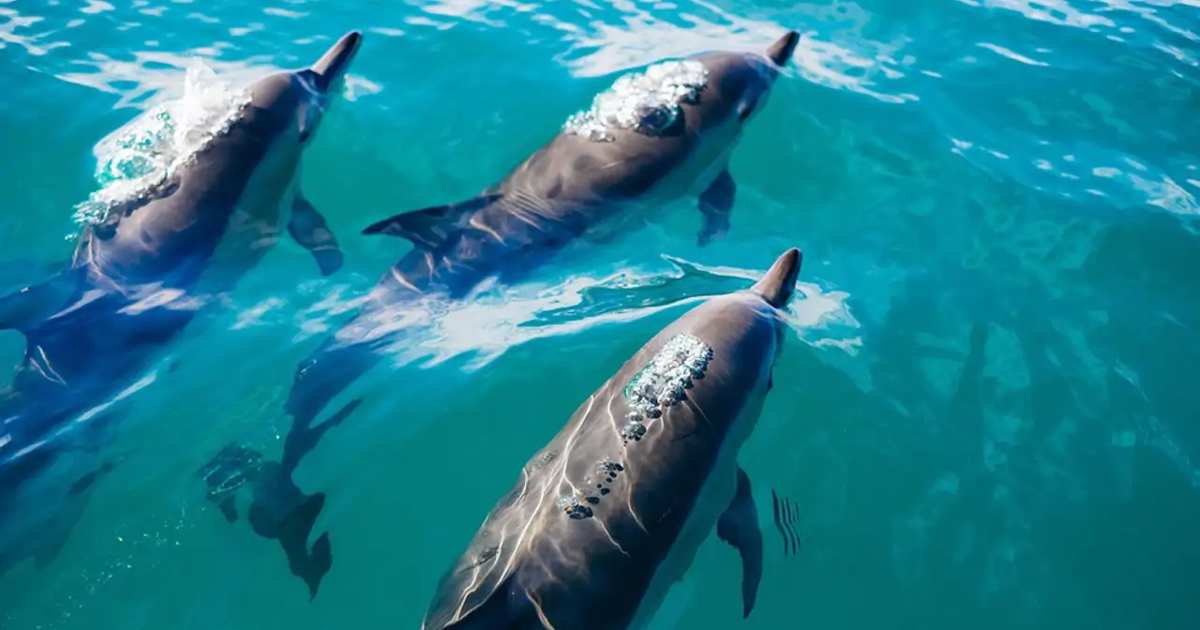 Os golfinhos também estão a sofrer de Alzheimer devido a estas algas tóxicas