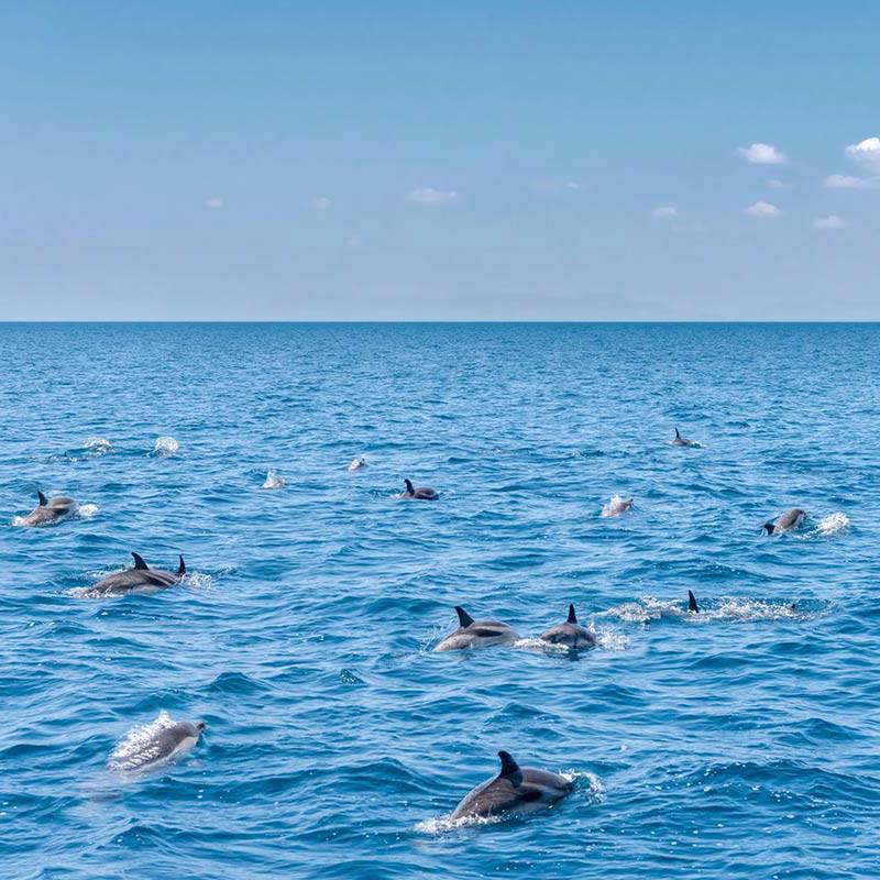 Golfinhos