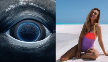 Fotógrafa tira foto impressionante de 'galáxia' em olho de baleia, que morreu de forma trágica