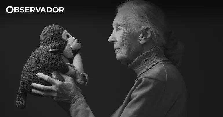Jane Goodall enviaria Musk, Trump e Putin para o espaço – Observador