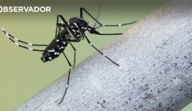 Mosquito-tigre detetado em Vila Verde – Observador