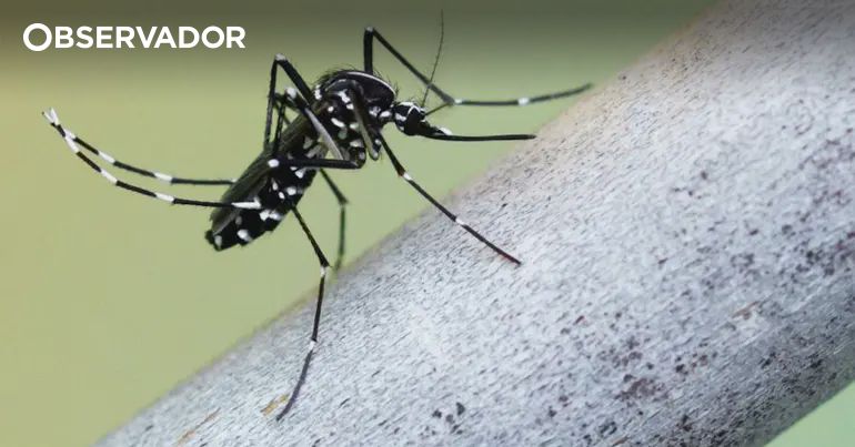 Mosquito-tigre detetado em Vila Verde – Observador