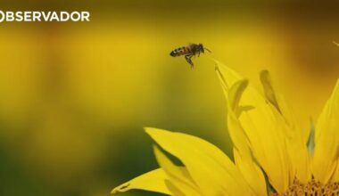 FCTUC lança livro sobre 222 espécies de polinizadores – Observador