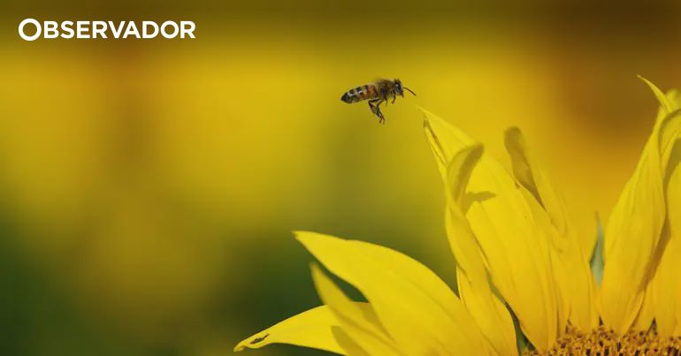 FCTUC lança livro sobre 222 espécies de polinizadores – Observador