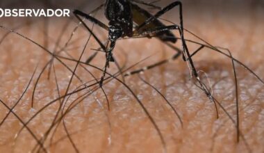 Valença vai investigar presença de mosquito-tigre – Observador