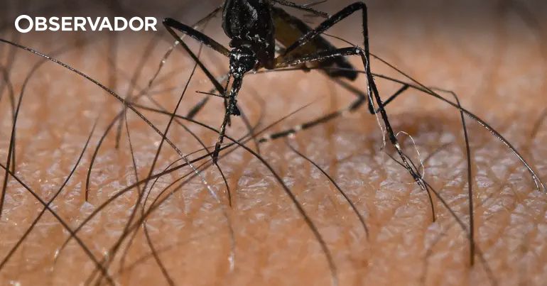 Valença vai investigar presença de mosquito-tigre – Observador